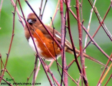 Eastern Towhee (F) by Ron Pelletier