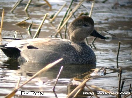 Gadwall (M) by Ron Pelletier