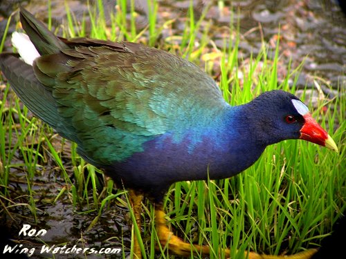 Purple Gallinule by Ron Pelletier