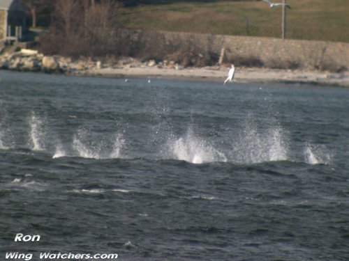 Northern Gannets diving for food by Ron Pelletier