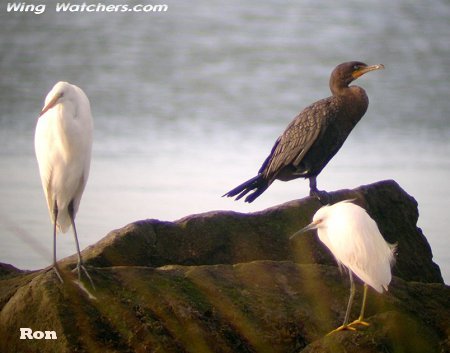 A gathering of Cormorant and Egrets by Ron Pelletier