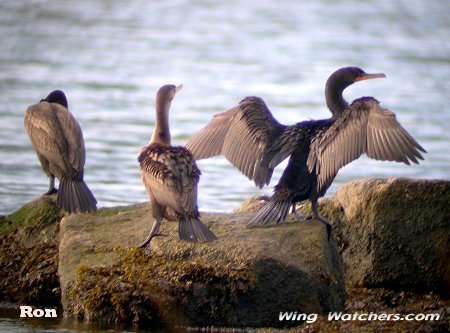 Double-crested Cormorants by Ron Pelletier