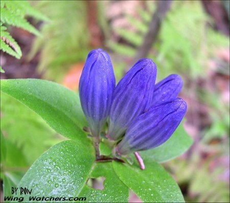 Bottled Gentain flower