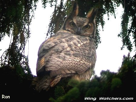 Great-horned Owl by Ron Pelletier