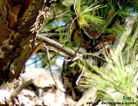 Great-horned Owl plus baby by Ron Pelletier