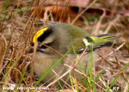 Golden-crowned Kinglet by Ron Pelletier