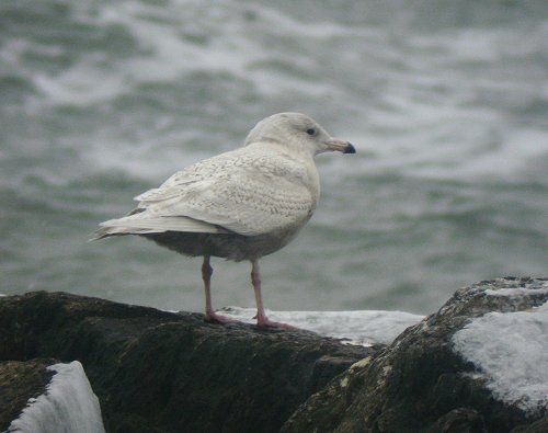 Glaucous Gull by Ron Pelletier