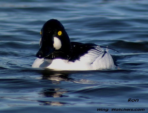 Common Goldeneye (M) by Ron Pelletier