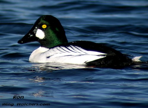 Common Goldeneye (M) by Ron Pelletier