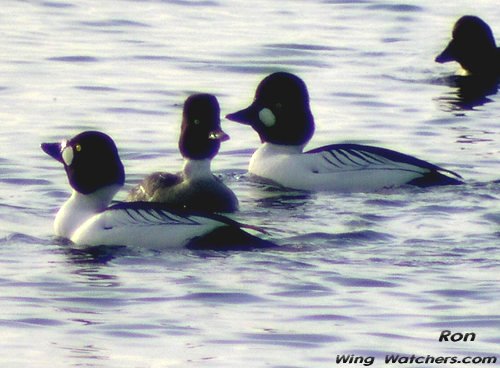 Common Goldeneyes (M-F) by Dave Pelletier