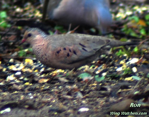 Common Ground Dove by Ron Pelletier