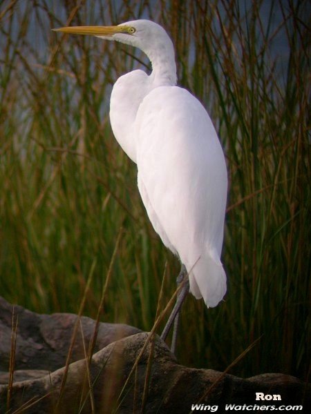 Great Egret by Ron Pelletier