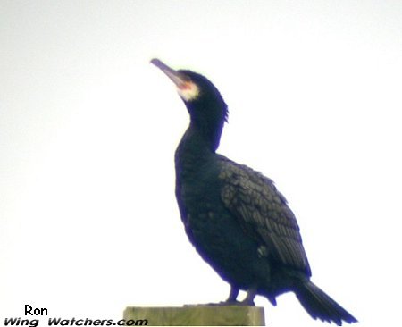 Great Cormorant by Ron Pelletier