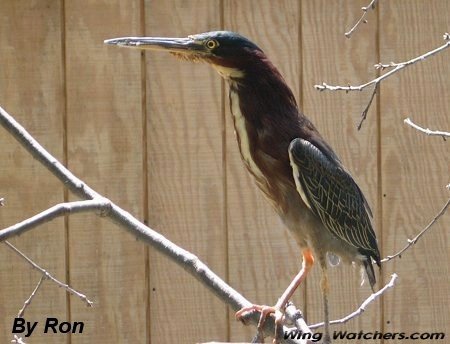 Green Heron in captivity by Ron Pelletier