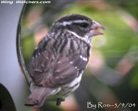 Rose-breasted Grosbeak (F) by Ron Pelletier