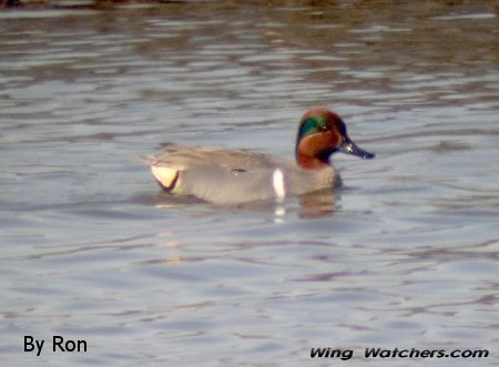 Green-winged Teal (M) by Ron Pelletier