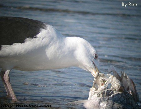 Great Black-backed Gull by Ron Pelletier