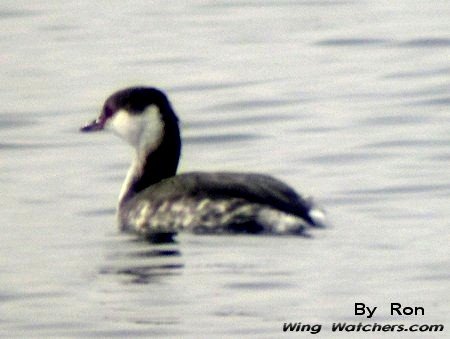 Horned Grebe in winter plummage by Ron Pelletier