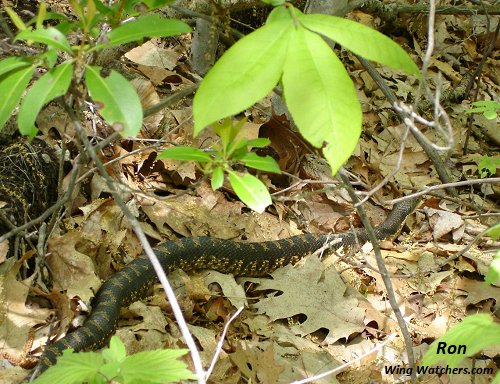 Eastern Hognose Snake by Ron Pelletier