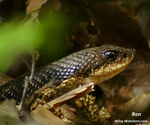 Eastern Hognose Snake by Ron Pelletier