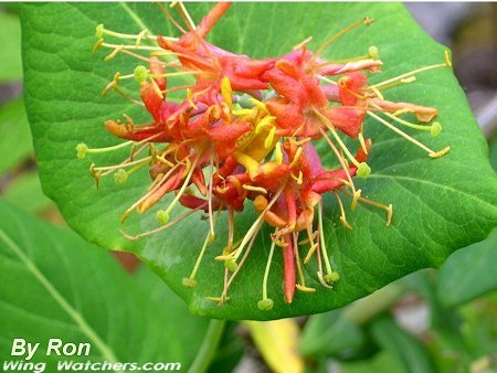 Limber Honeysuckle flowers