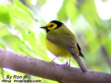 Hooded Warbler (M) by Ron Pelletier