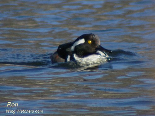 Hooded Merganser (M) by Ron Pelletier