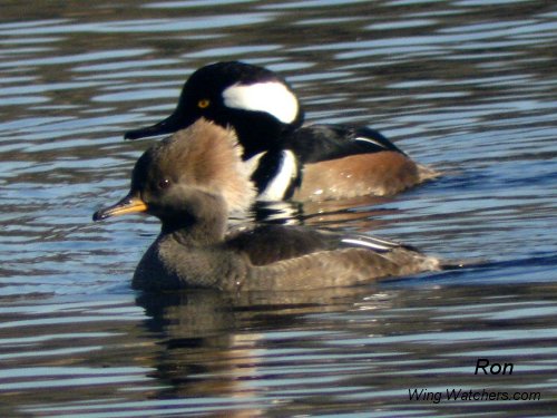 Hooded Mergansers (M + F) by Ron Pelletier