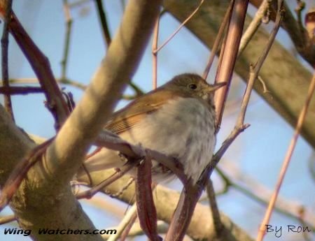 Hermit Thrush by Ron Pelletier