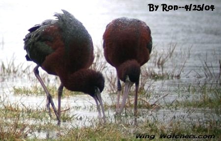 Glossy Ibis by Ron Pelletier