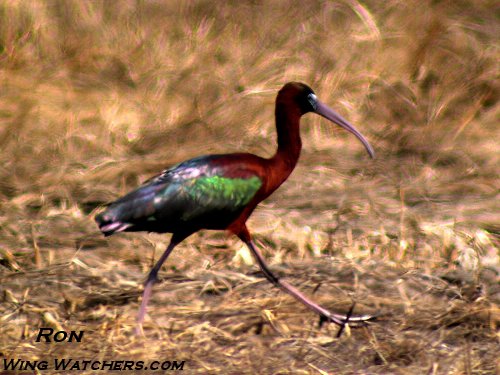 Glossy Ibis in btreeding plummage by Ron Pelletier