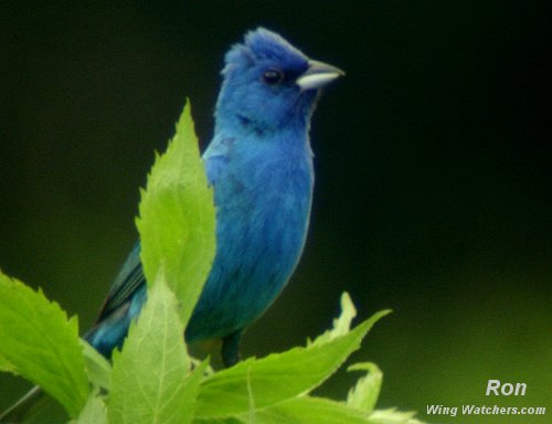 Indigo Bunting (M) by Ron Pelletier