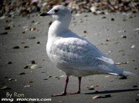 Iceland Gull by Ron Pelletier