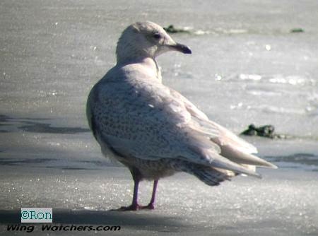 Iceland Gull by Ron Pelletier