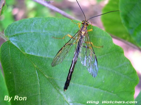 Ichneumon Wasp species by Ron Pelletier