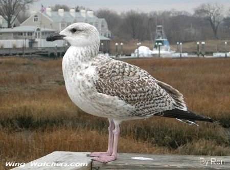 An immature Great Black-backed Gull by Ron Pelletier