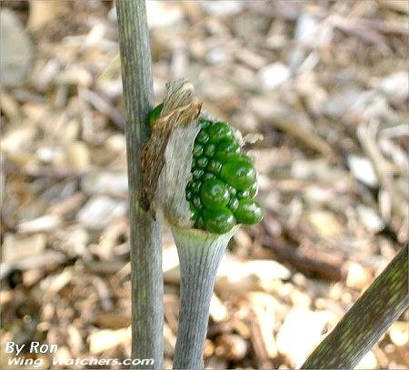 Jack-in-the-pulpit seeding