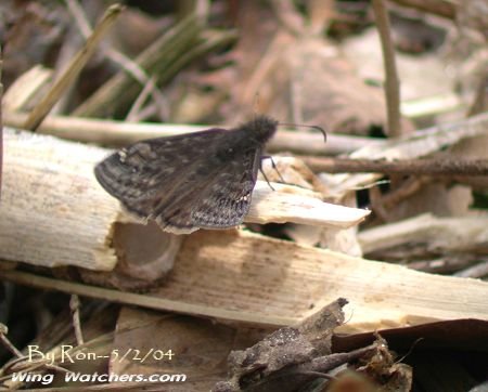 Juvenal's Duskywing Skipper by Dave Pelletier