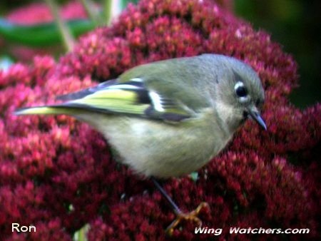 Ruby-crowned Kinglet by Ron Pelletier