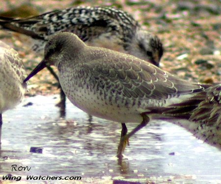 Red Knot in winter plummage by Ron Pelletier