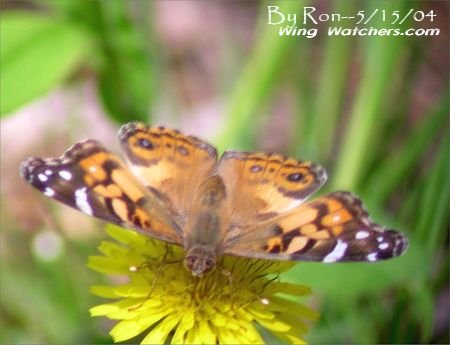 American Lady Butterfly by Ron Pelletier