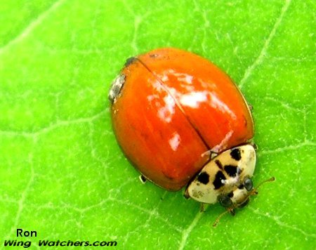 Ladybug species by Ron Pelletier