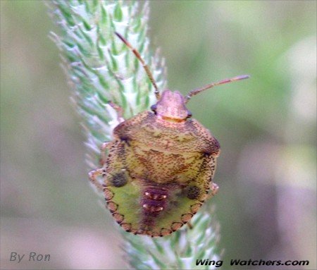 Green Stinkbug, an instar stage by Ron Pelletier