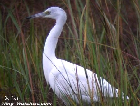 Little Blue Heron by Ron Pelletier