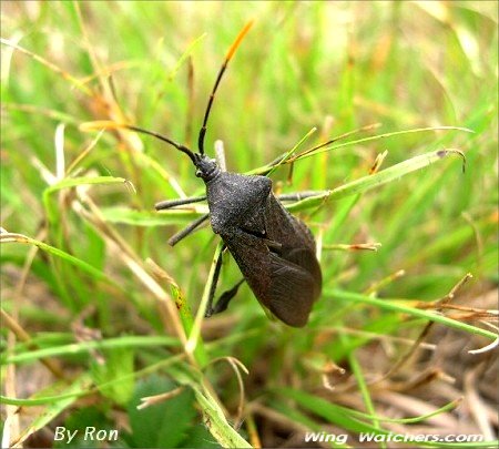 Eastern Leaf-footed Bug by Ron Pelletier