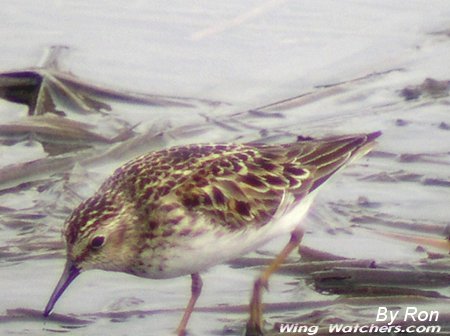 Least Sandpiper by Ron Pelletier