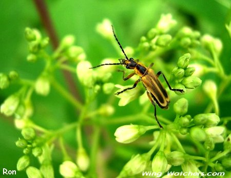 Margined Leatherwing Beetle by Ron Pelletier