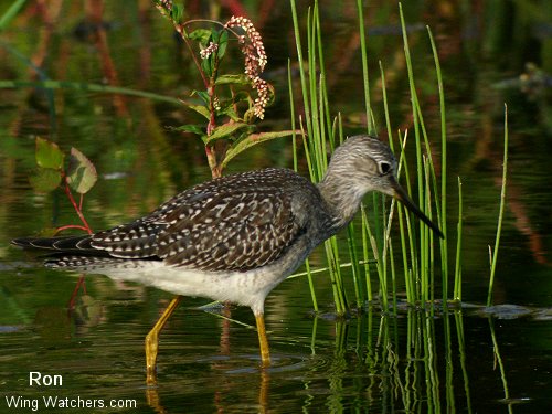 Lesser Yellowlegs by Ron Pelletier