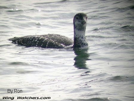 Common Loon by Ron Pelletier