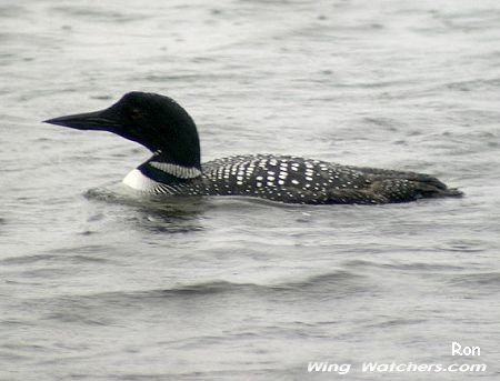 Common Loon in breeding plummage by Ron Pelletier